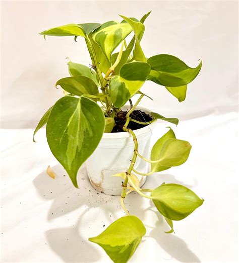 Oxycardium Brazil – Dream Green