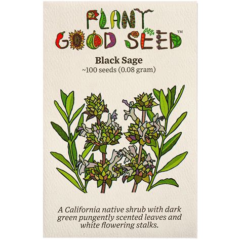 Black Sage Seeds - The Plant Good Seed Company