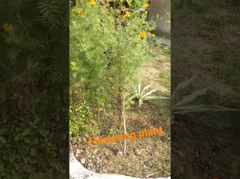 Flowering plant Vs non-flowering plant