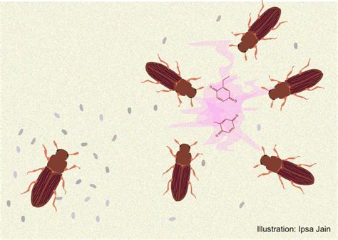 New paper: Females drive sex ratio effects – AdaptationLab