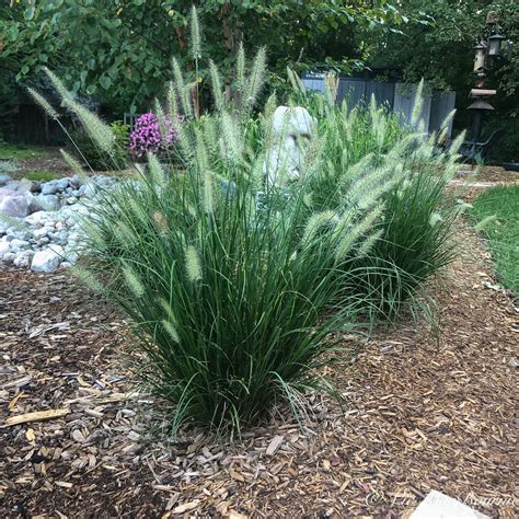 Is My Dwarf Fountain Grass Dead at Oliver Packham blog