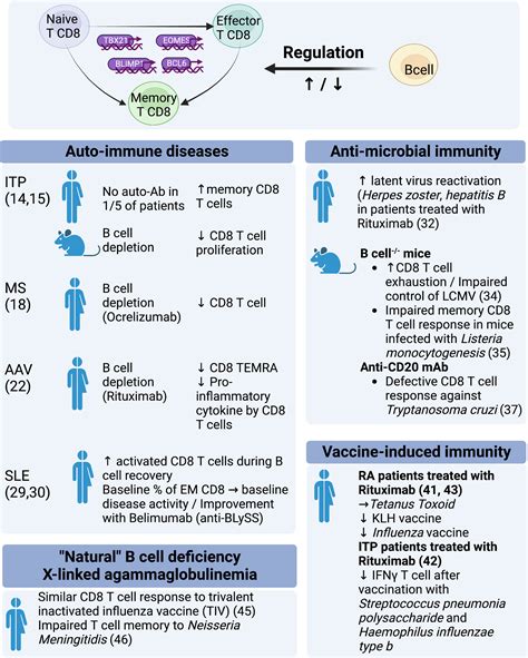 Frontiers | Regulation of CD8 T cell by B-cells: A narrative review