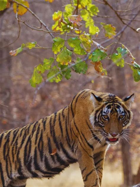 10 reasons why Ranthambore National Park is your perfect October ...