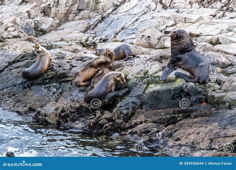 Sea Lions Island - Beagle Channel, Ushuaia, Argentina Stock Photo - Image of lion, nature: 304935644
