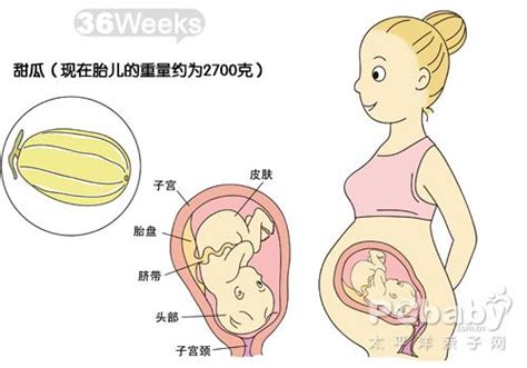 胎儿40周发育全过程图解及注意事项，准妈快来收！