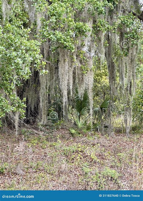 Swamp Moss 的图像结果