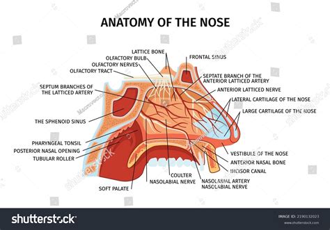 4,132 Anatomy Sinuses Images, Stock Photos & Vectors | Shutterstock