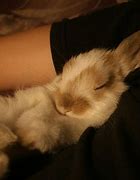 Image result for Sleeping Bunny Rabbit