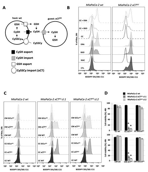 A Cystine-Cysteine Intercellular Shuttle Prevents Ferroptosis in xCTKO ...
