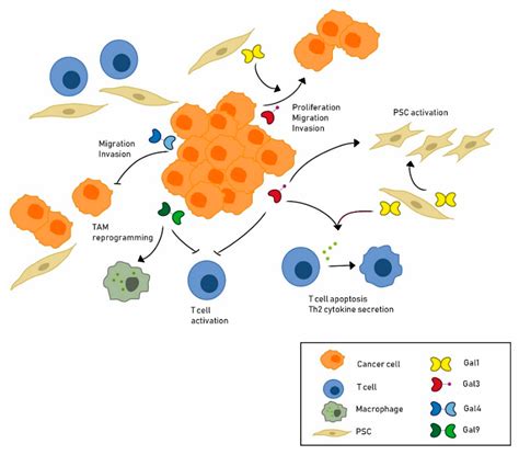 The Galectin Family as Molecular Targets: Hopes for Defeating ...