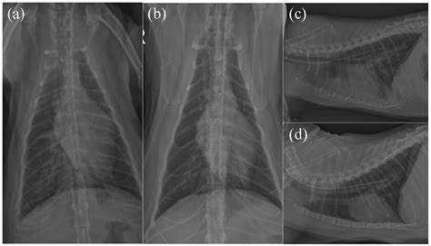 Treatment of high-output cardiac failure secondary to anemia in three cats