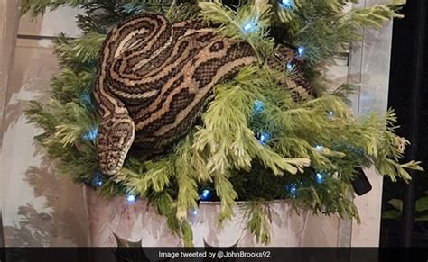 Image result for Reverse Christmas Tree Python
