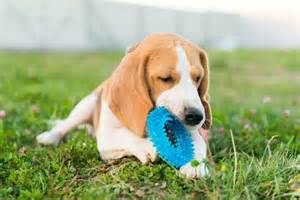Why Your Dog Won’t Stop Digging Holes: The Truth Revealed