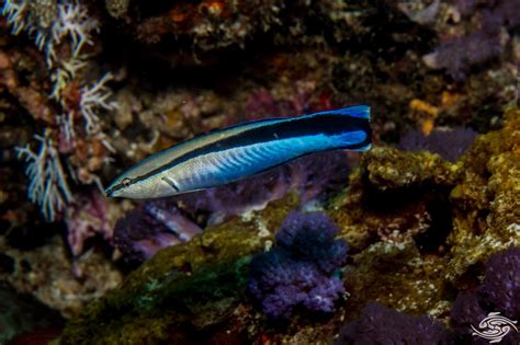 Cleaner Wrasse Facts and Photogarphs | Seaunseen