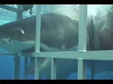 gabbia squali grande squalo bianco contro la gabbia requin blanc sur gabbia squali grande squalo bianco contro la gabbia requin blanc sur