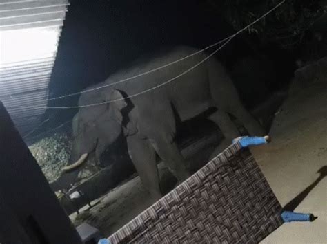 Elephant spreads terror on Jharkhand-Odisha border, 22 deaths; Giant ...