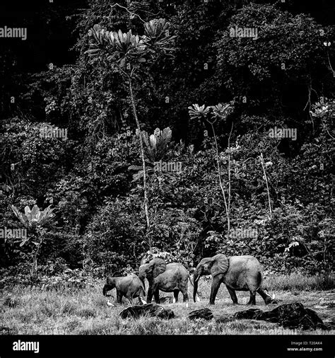 A group of Elephant in Gabon Stock Photo - Alamy