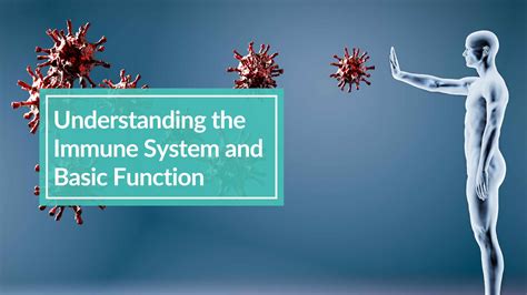 Immune System Function 的图像结果