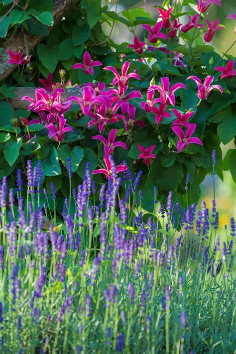 Best flowering climbers: 10 top flowering climbing plants | Homes and ...