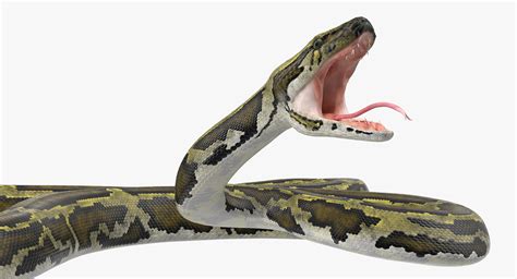 3D model Green Python Snake Attack Pose | 3D Molier International