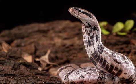 False Water Cobra Hood False Water Cobra Pictures AZ Animals