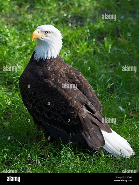 Bald Eagle bird with a foliage background displaying its brown feathers ...