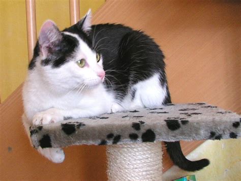 Siam Hauskatze in Flieden | Tiere | Kleinanzeigen