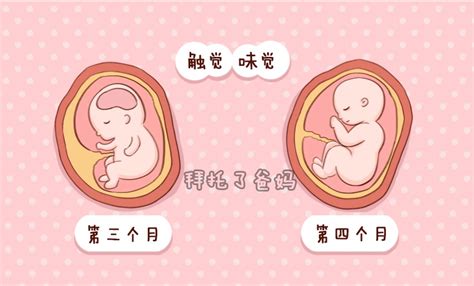 【孕期宝宝周历】【图】孕期宝宝周历图展示 五个方面让你了解这段时期宝宝的发育_伊秀亲子|yxlady.com