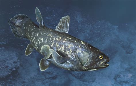 How the Coelacanth Works | Prehistoric Marine Creatures | Animals, Animal species, Extinct animals