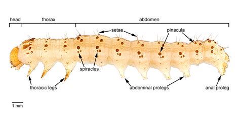 Larvae Identification 的图像结果