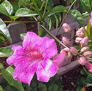 Green view® "Tecoma pink"Grafted hybrid - 1 Healthy Live Super Yielding ...