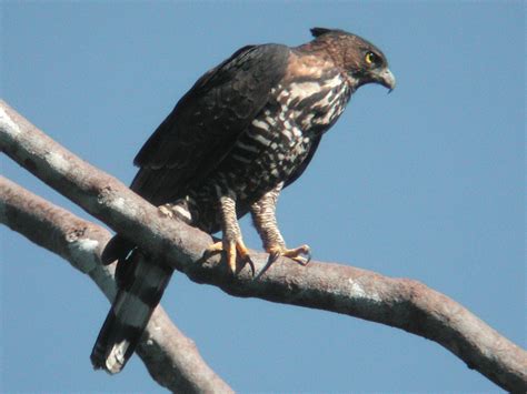 Wallace's Hawk-Eagle - eBird