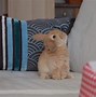 Image result for Mini Lop Bunny Baby