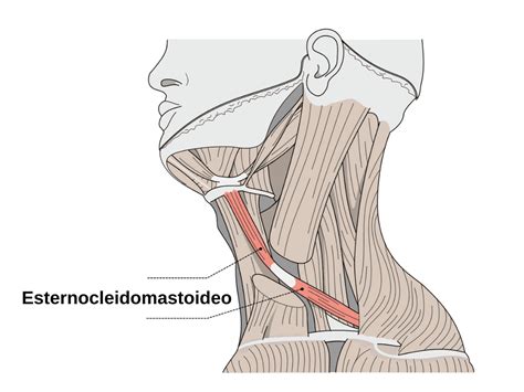 The Longest Words In Spanish - Kasa De Franko