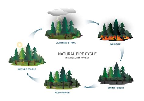 What is Prescribed Fire and Why is it Important for Forest Health ...