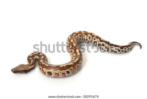 Image result for Normal Red Blood Python