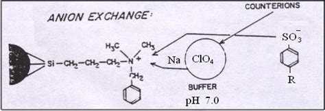 Image result for Anion Exchange Example