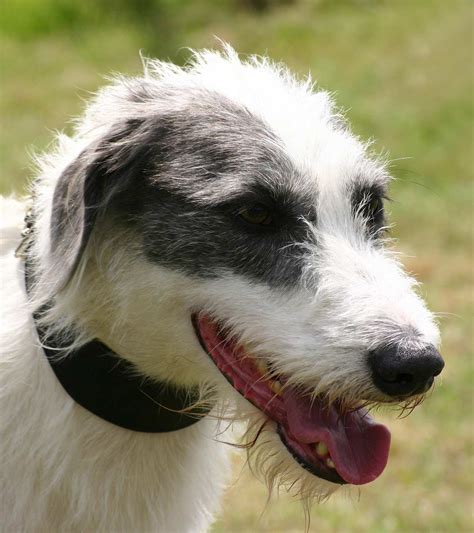 Lurcher Dog Information Center - A Guide To A Clever, Speedy Mix Breed