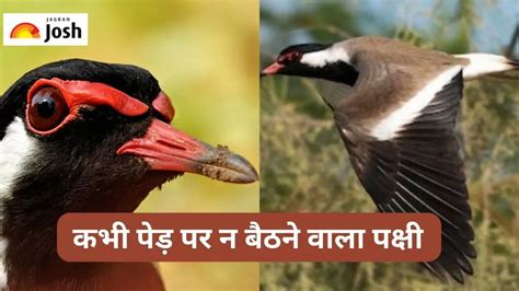 कभी पेड़ पर नहीं बैठता है यह पक्षी, जमीन पर बनाता है घोंसला