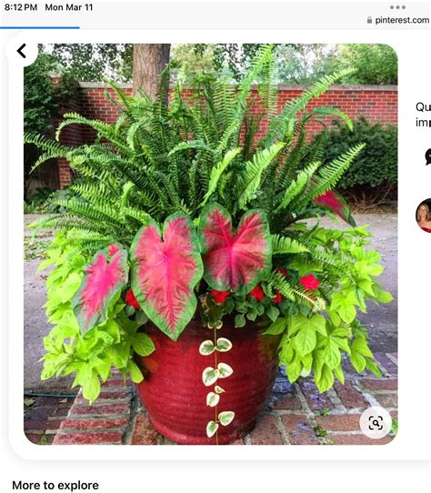 16 colorful shade garden pots plant lists – Artofit