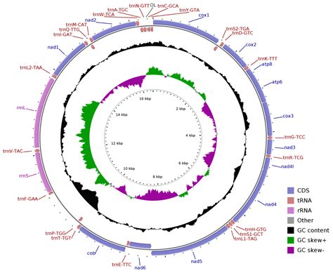 Comparative Mitogenome Analyses Uncover Mitogenome Features and ...