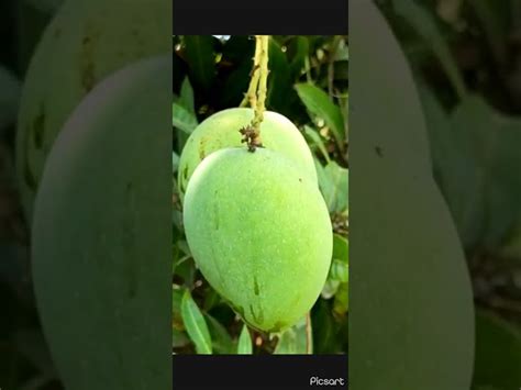 Agriculture Fungicide - Carbendazim 12% Plus Mancozeb 63% WP Trader ...