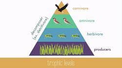 Functions of An Ecosystem - (Part - 1) - UPSC PDF Download