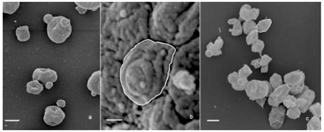 Paramylon, a Potent Immunomodulator from WZSL Mutant of Euglena gracilis