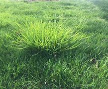 Image result for Different Types of Grass Hay
