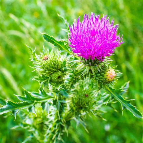Milk Thistle Seed Extract – Woodland Essence