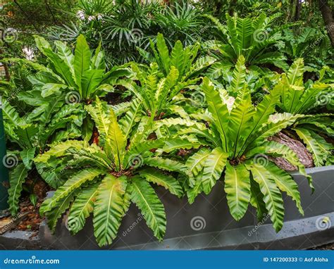 Asplenium Nidus or Bird`s Nest Fern in a Garden.Nest Fern Green Leave ...