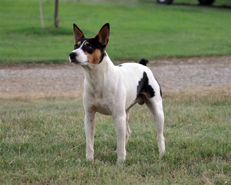 Rat Terriers as Hunting Dogs: History, Traits & Training