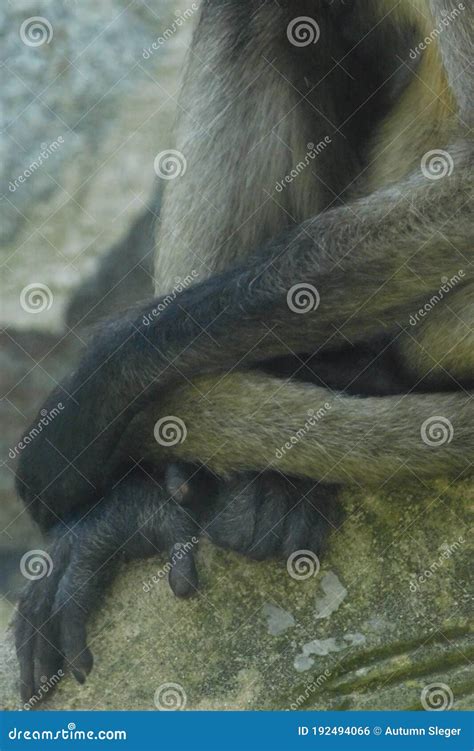 Long & Loose Limbs of Monkey Stock Photo - Image of loose, highlights ...