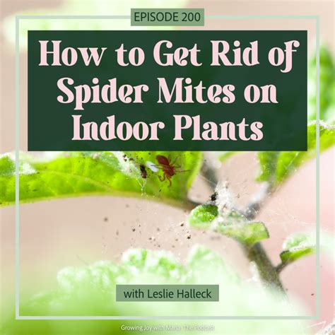 How to Get Rid of Spider Mites on Indoor Plants - Growing Joy with Maria